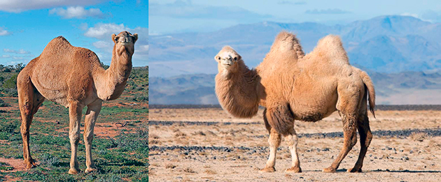 Верблюдов можно разделить на два вида: одногорбый, двугорбый