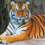 Амурский тигр (лат Panthera tigris altaica)