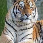 Амурский тигр (лат Panthera tigris altaica)