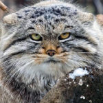 Манул ? кот из красной книги