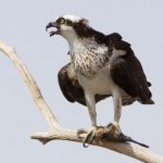 Птицы Краснодарского края: лесные, степные, побережья, водоплавающие