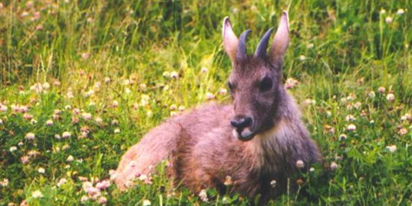 Амурский горал - Редкие животные из красной книги