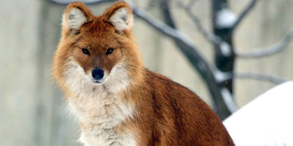 Красный или горный волк - Редкие животные из красной книги