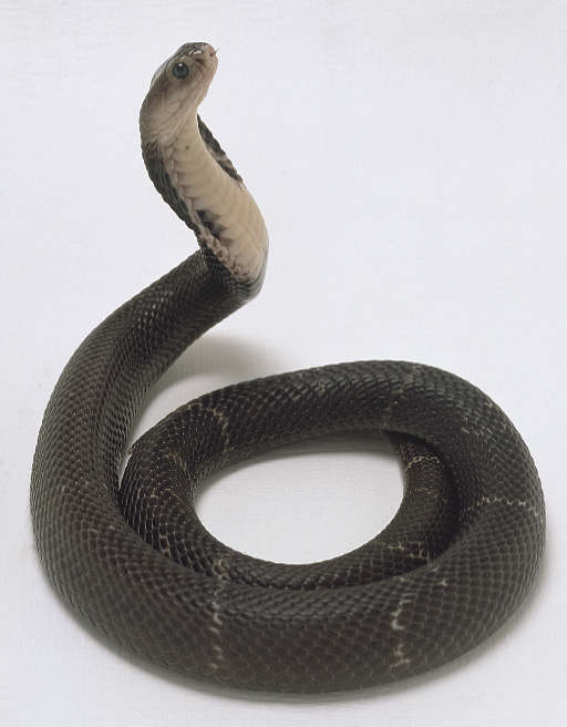 Китайская кобра