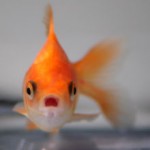 Золотая рыбка в домашнем аквариуме