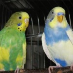 Болезни и лечение волнистых попугаев