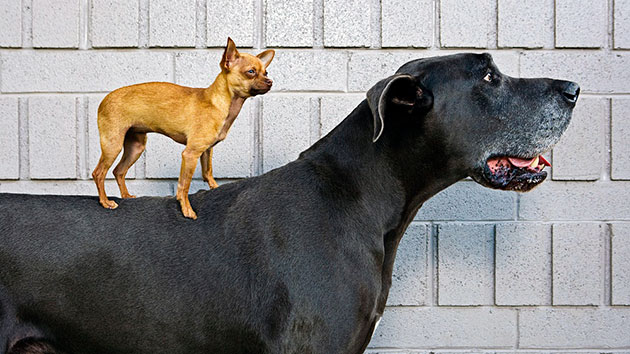 Датский дог очень дружелюбная и скромная собака, несмотря на свои гигантские размеры, которая всегда придет на помощь своему хозяину