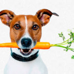 Овощи в рационе собаки