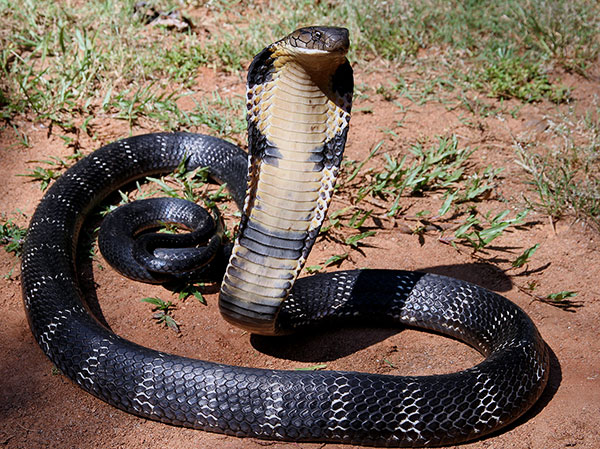 Домашние змеи - Королевская кобра