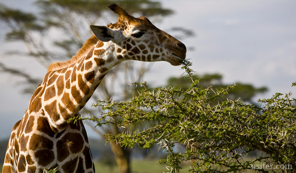 Почему у жирафа длинная шея и ноги