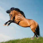 Мустанг – дикая лошадь