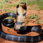 Королевская кобра — крупнейшая ядовитая змея