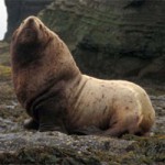 Сивуч — северный морской лев