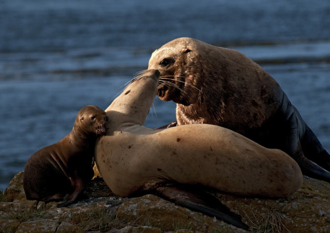 Брачный сезон у северных морских львов Стеллера начинается весной