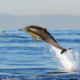 Беломордый дельфин (лат. Lagenorhynchus albirostris)