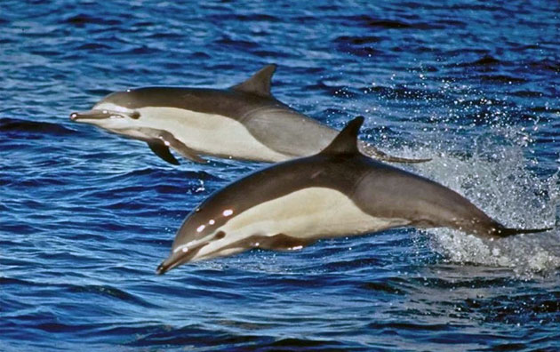 Беломордый дельфин размножается исключительно в летние месяцы