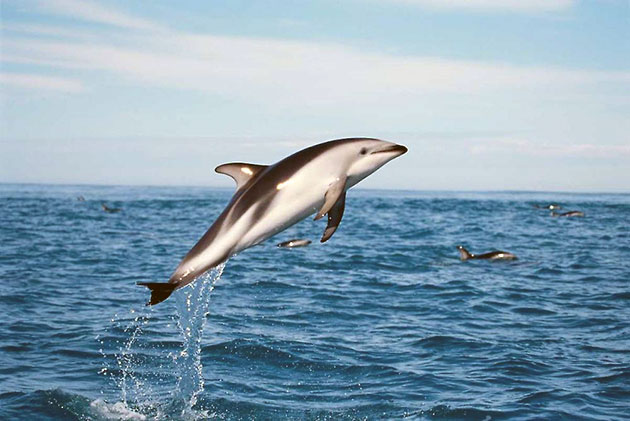 Беломордый дельфин занесен в красную книгу и охраняется законом