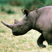 Черный носорог — могучее животное