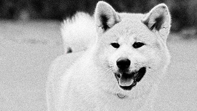 Породы собак: Акита-ину