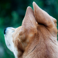 Почему чешутся уши у собак
