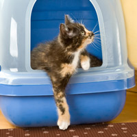 Как приучить дворовую кошку к домашнему туалету
