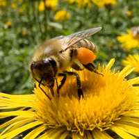 Пчелы. Разведение в неволе. Пчелиный мед