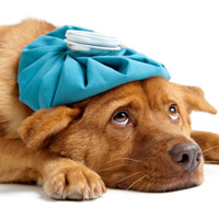 Симптомы болезни у собаки. Как узнать, что питомцу нездоровится?