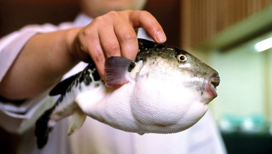 Невероятная токсичность представителей вида объясняется наличием в тканях рыбы огромного количества тетродоксина.