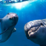 Дельфины — водные млекопитающие
