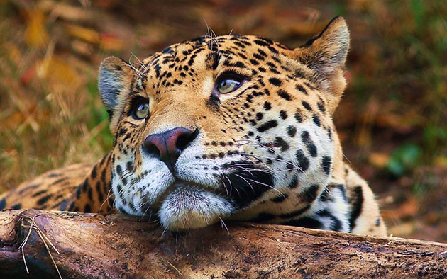 Panthera pardus orientalis (дальневосточный леопард) внесен в Красную книгу