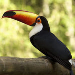 Тукан — птица с большим клювом
