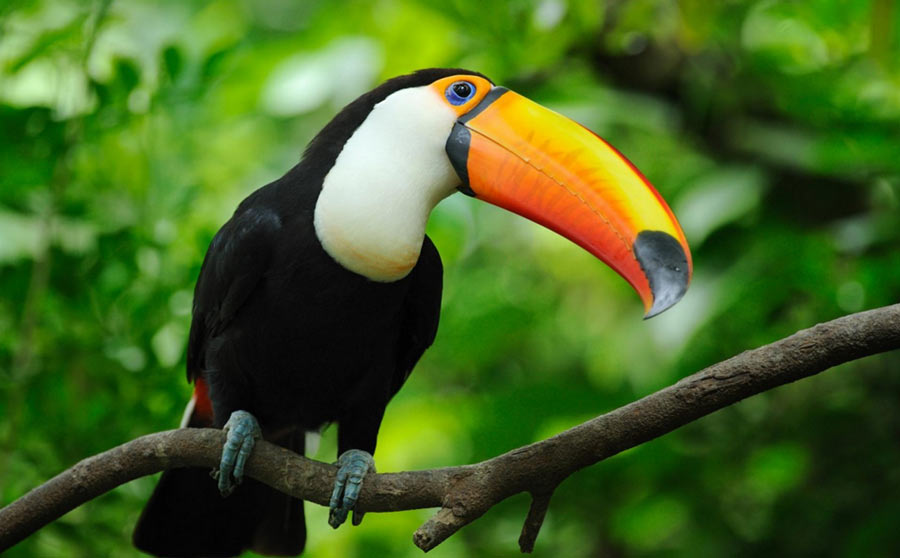 Туканы — очень шумные птицы, крики которых далеко разносятся по тропическому лесу.