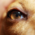 Зрение у собаки