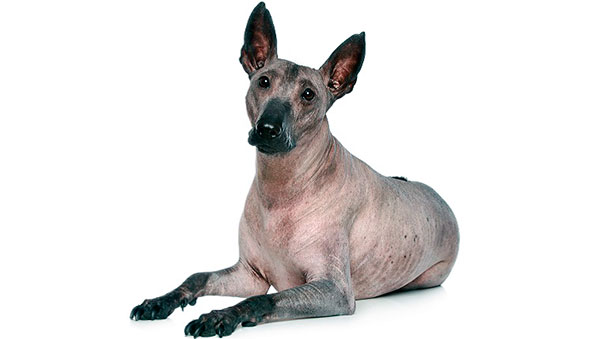 Гипоаллергенные породы собак - Кслотоитцкуинтли