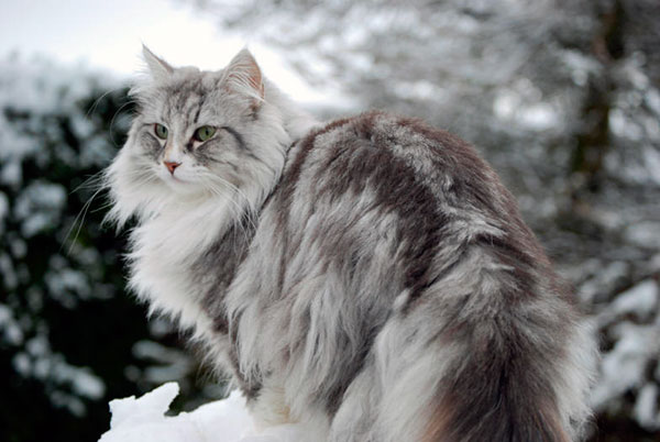 Порода кошек: Норвежская лесная кошка