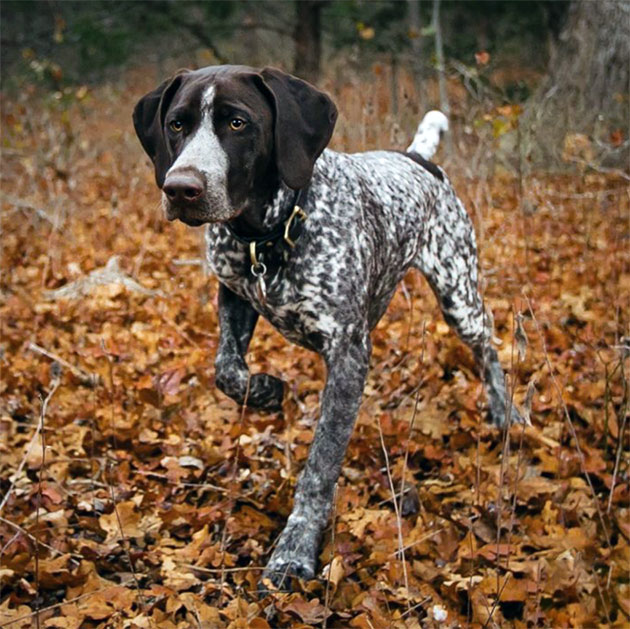 Охотничьи породы собак – название, фотографии