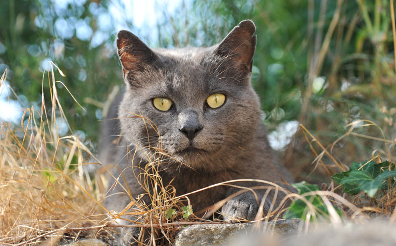 Шартрез или картезианская кошка