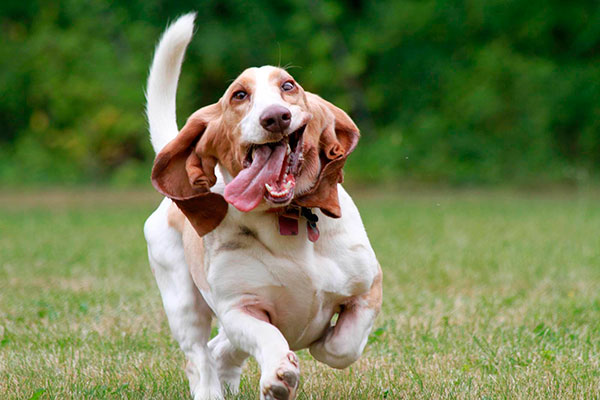Породы собак: Бассет-Хаунд происходит от двух слов: «buss» низ, и «hound» - «низкая гончая»