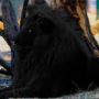 Черный лев – существует или нет