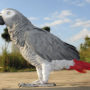 Попугай Жако (African Grey Parrot)