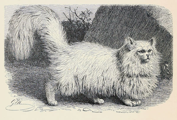 Породы кошек: Персидская кошка