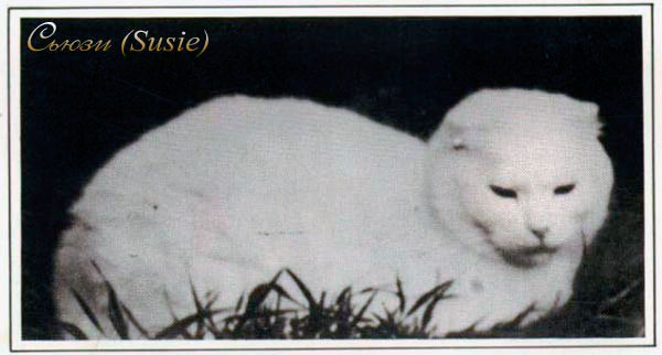 Породы кошек: Шотландская вислоухая кошка