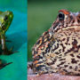 Сходства и различия жабы и лягушки
