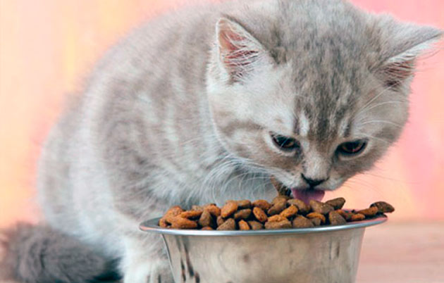 Кормить котенка британской кошки в возрасте до полугода нужно не менее четырех раз в день