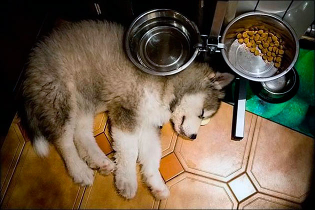 Аляскинский маламут мощная и сильная собака, поэтому нуждается в должном кормление, щенят до четырех месяцев кормят 4 раза в день, после 2 раза