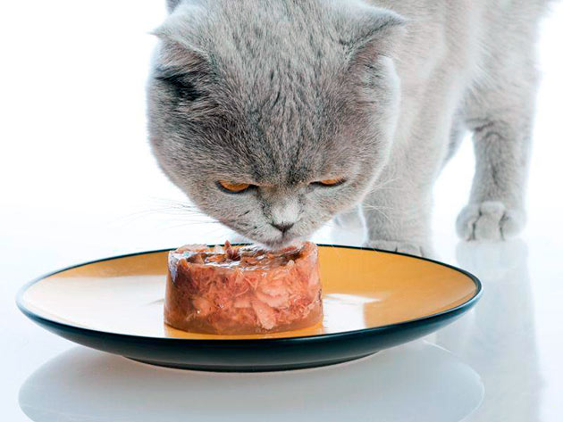 Если позволяет время составьте самостоятельно рацион питания для взрослой британской кошки или воспользуйтесь готовыми кормами премиум качества