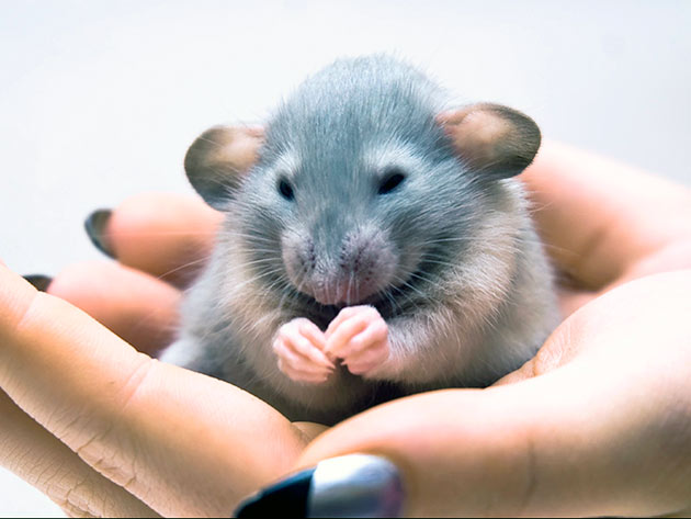 Декоративные домашние крысы – фото, виды, содержание, питание, размножение