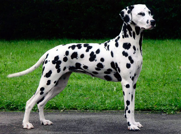 Черный нос у черно пятнистой собаки и серый нос у серо пятнистой собаки является главными признаками породы далматин