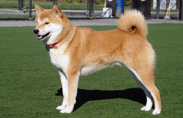 Сиба-ину считается собакой среднего размера - в холке достигает 38-48 сантиметров, кабели чуть больше сук