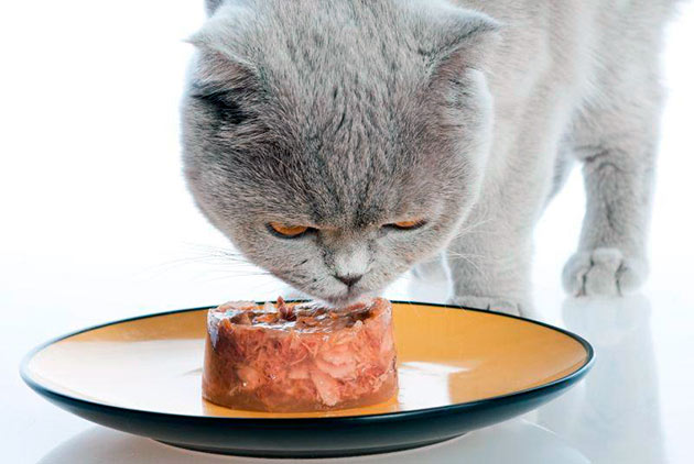 Британских кошек рекомендуется кормить готовыми кормами, так как в них содержится все необходимое